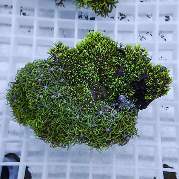 【サンゴ現物13】スターポリプ