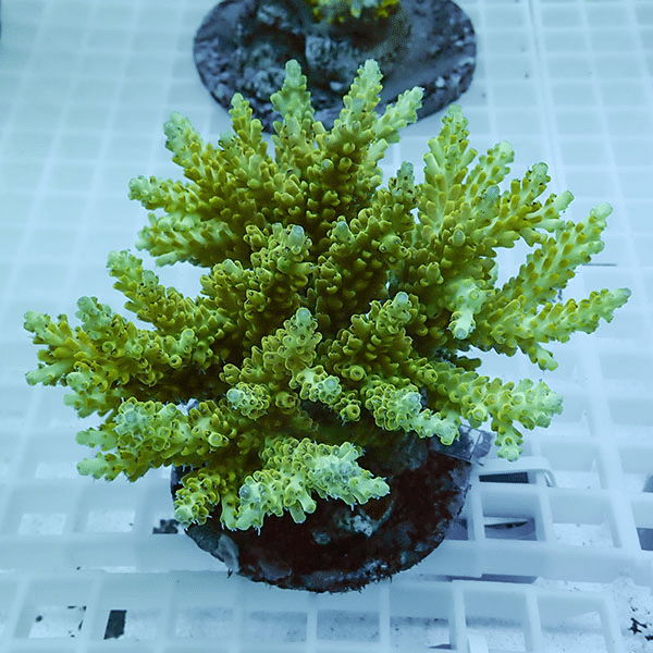 【サンゴ現物14】ブリードミドリイシ