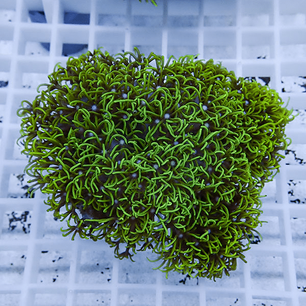 【サンゴ現物14】スターポリプ