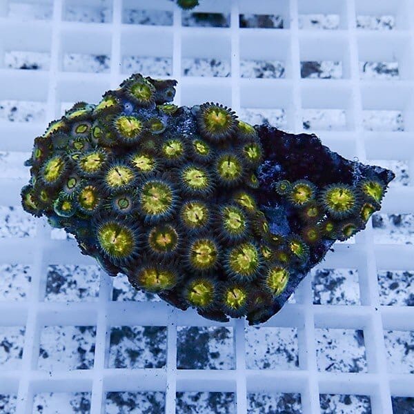 【サンゴ現物15】マメスナギンチャク