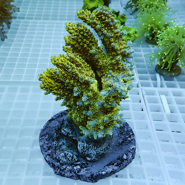 【サンゴ現物15】ブリードミドリイシ