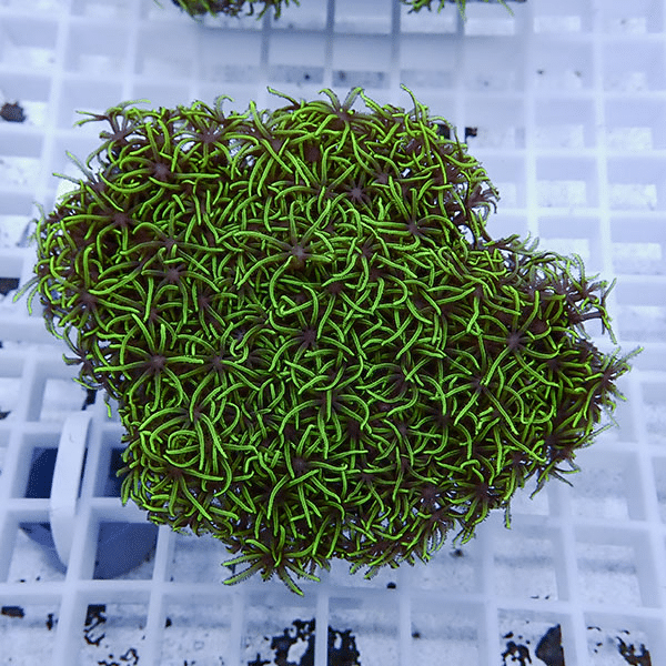 【サンゴ現物15】スターポリプ