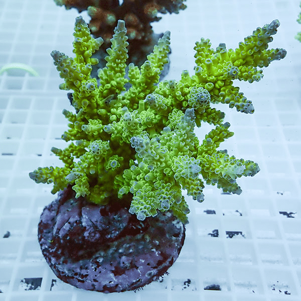 【サンゴ現物16】ブリードミドリイシ