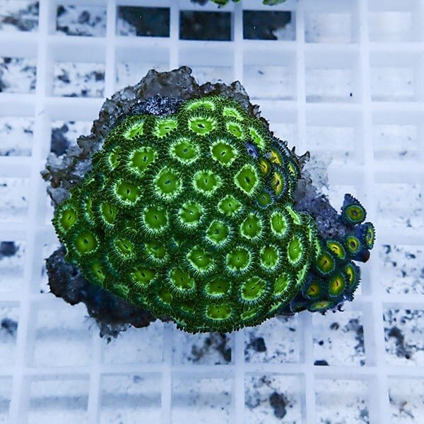 【サンゴ現物17】マメスナギンチャク