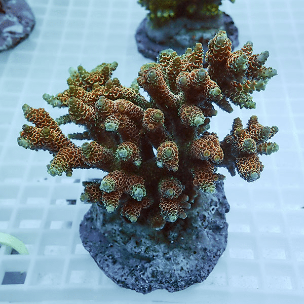 【サンゴ現物17】ブリードミドリイシ