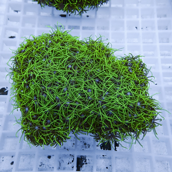 【サンゴ現物17】スターポリプ