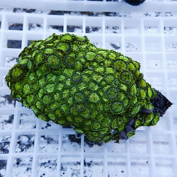 【サンゴ現物18】マメスナギンチャク