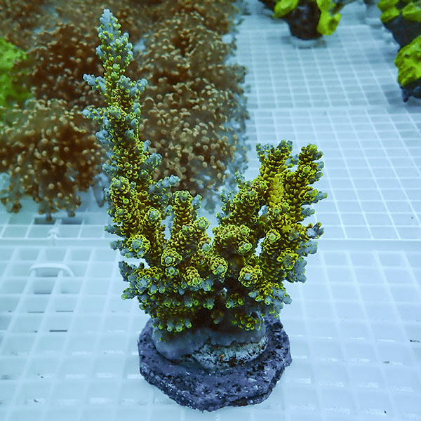 【サンゴ現物18】ブリードミドリイシ