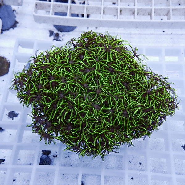 【サンゴ現物18】スターポリプ