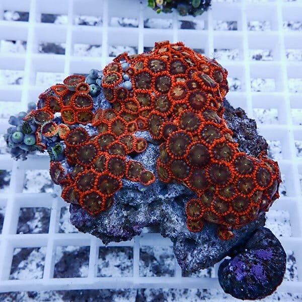 【サンゴ現物19】マメスナギンチャク