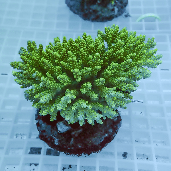 【サンゴ現物19】ブリードミドリイシ