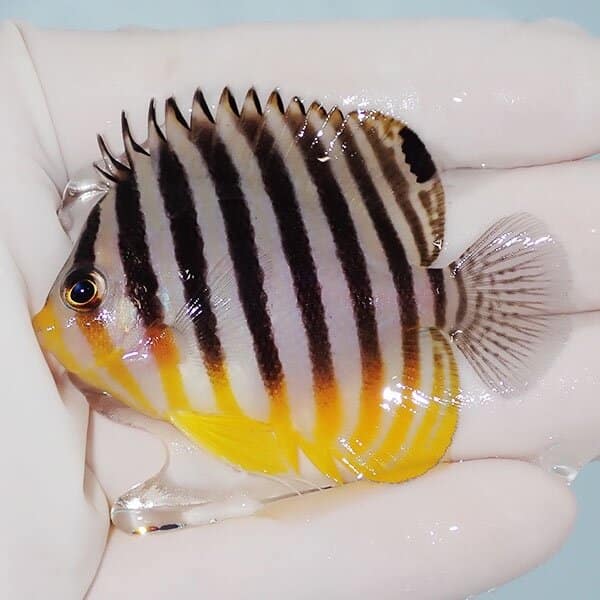 【現物1】シマヤッコ 6cm±