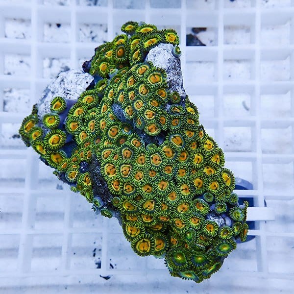 【サンゴ現物1】マメスナギンチャク