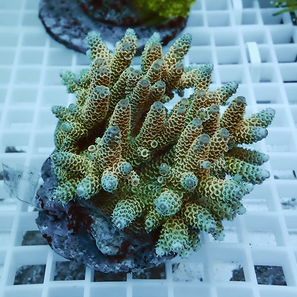 【サンゴ現物1】ブリードミドリイシ