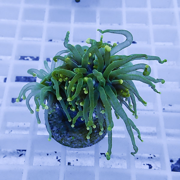 【サンゴ現物1】フラワーコーラルフラグ