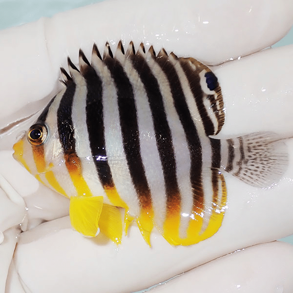 【現物1】シマヤッコ 5.5cm±