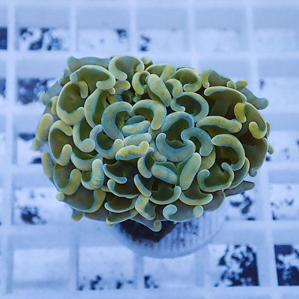 【サンゴ現物1】ナガレハナサンゴ フラグ