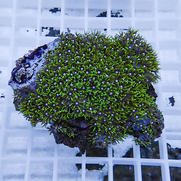 【サンゴ現物1】スターポリプ