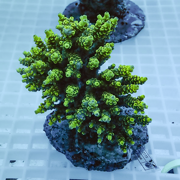 【サンゴ現物20】ブリードミドリイシ