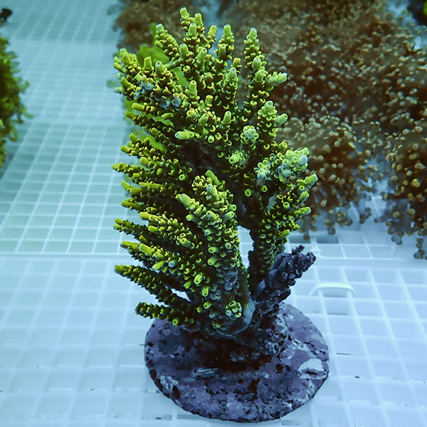 【サンゴ現物21】ブリードミドリイシ