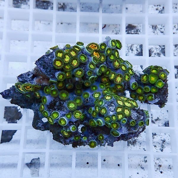 【サンゴ現物22】マメスナギンチャク