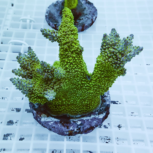 【サンゴ現物22】ブリードミドリイシ