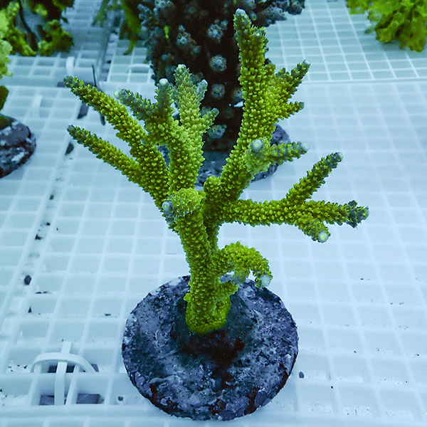 【サンゴ現物23】ブリードミドリイシ