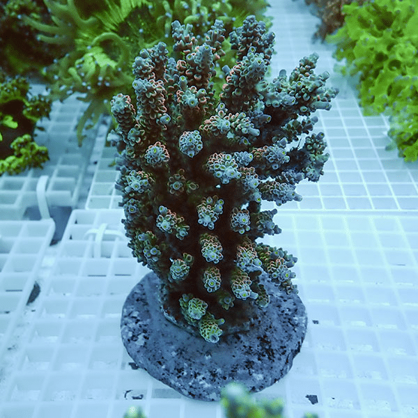 【サンゴ現物24】ブリードミドリイシ