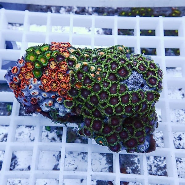 【サンゴ現物25】マメスナギンチャク