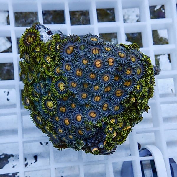 【サンゴ現物26】マメスナギンチャク