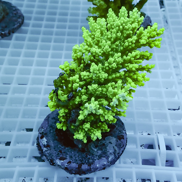 【サンゴ現物26】ブリードミドリイシ