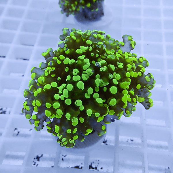 【サンゴ現物26】タコアシサンゴフラグ