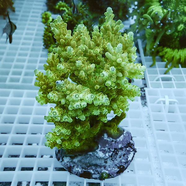 【サンゴ現物27】ブリードミドリイシ