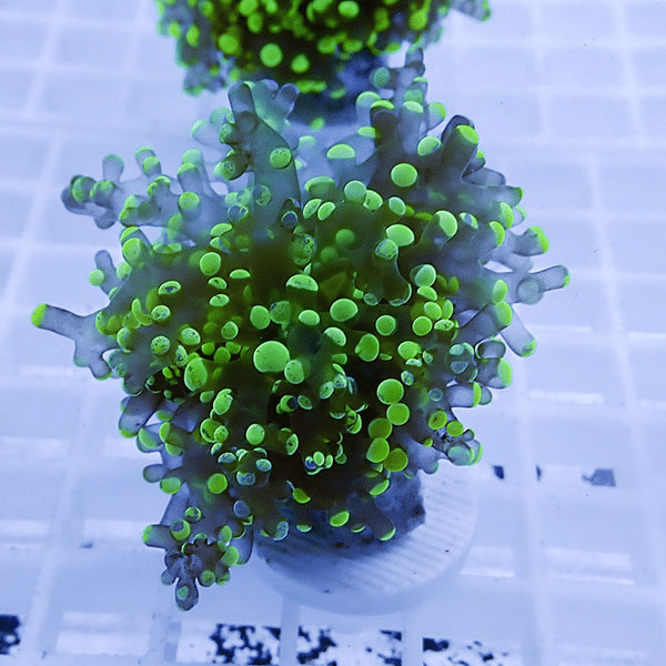 【サンゴ現物27】タコアシサンゴ フラグ