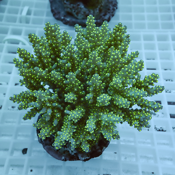 【サンゴ現物28】ブリードミドリイシ