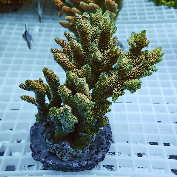 【サンゴ現物29】ブリードミドリイシ