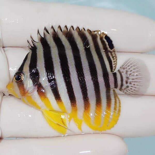 【現物2】シマヤッコ 5.5cm±