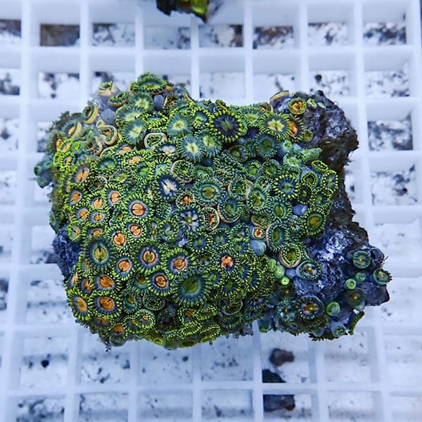 【サンゴ現物2】マメスナギンチャク