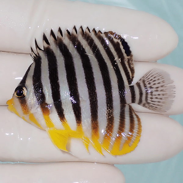 【現物2】シマヤッコ 5.5cm±