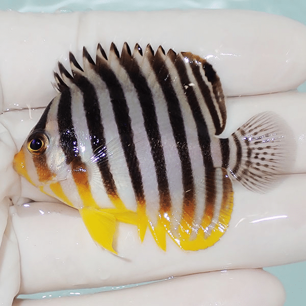 【現物2】シマヤッコ 5.5cm±