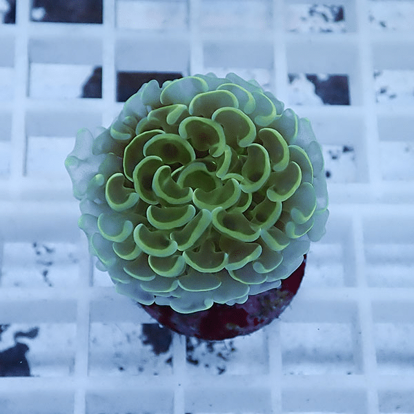 【サンゴ現物2】ナガレハナサンゴ フラグ