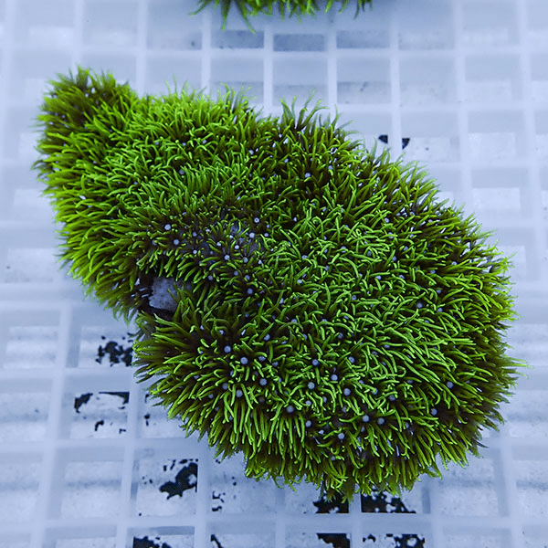 【サンゴ現物2】スターポリプ