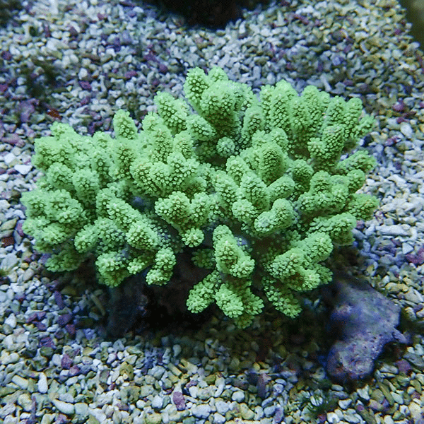 【サンゴ現物2】トサカ.sp 12-10cm 沖縄産