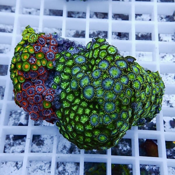 【サンゴ現物30】マメスナギンチャク