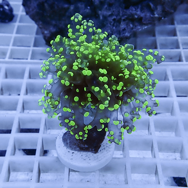 【サンゴ現物30】タコアシサンゴ フラグ