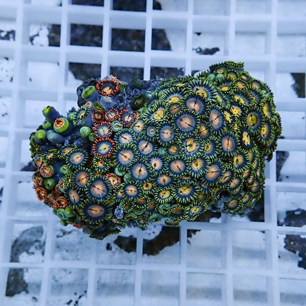 【サンゴ現物31】マメスナギンチャク