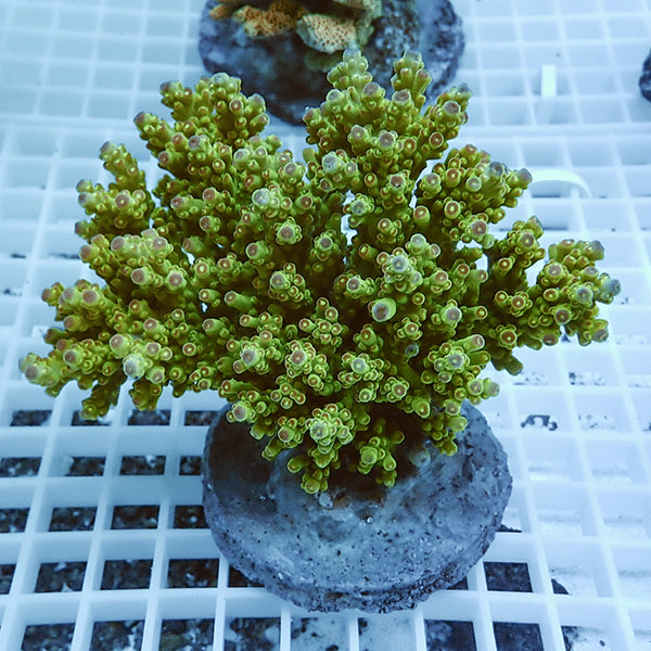 【サンゴ現物31】ブリードミドリイシ