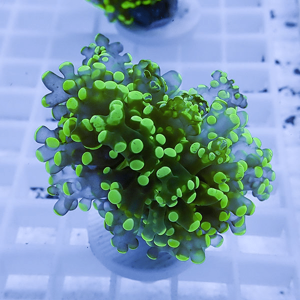 【サンゴ現物31】タコアシサンゴ フラグ