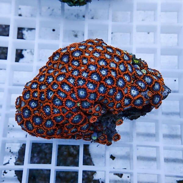 【サンゴ現物32】マメスナギンチャク