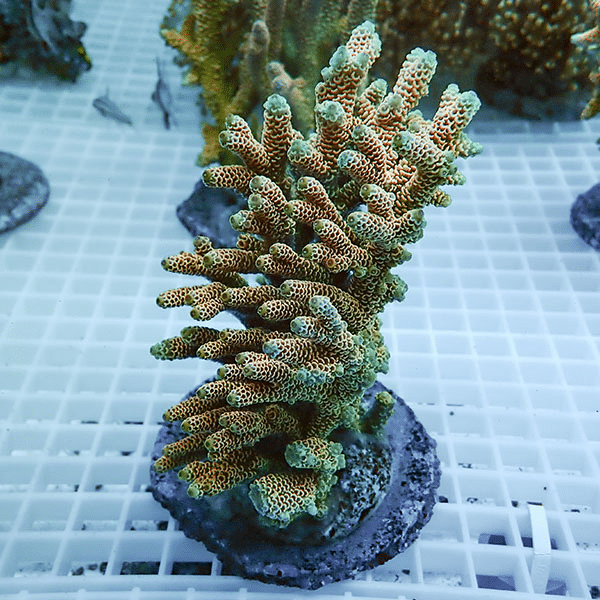 【サンゴ現物32】ブリードミドリイシ